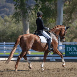 Competition and Test Riding