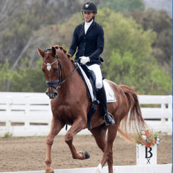 Second Level Dressage (USDF v. 2023)