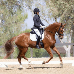 Training Level Dressage (USDF v. 2023)